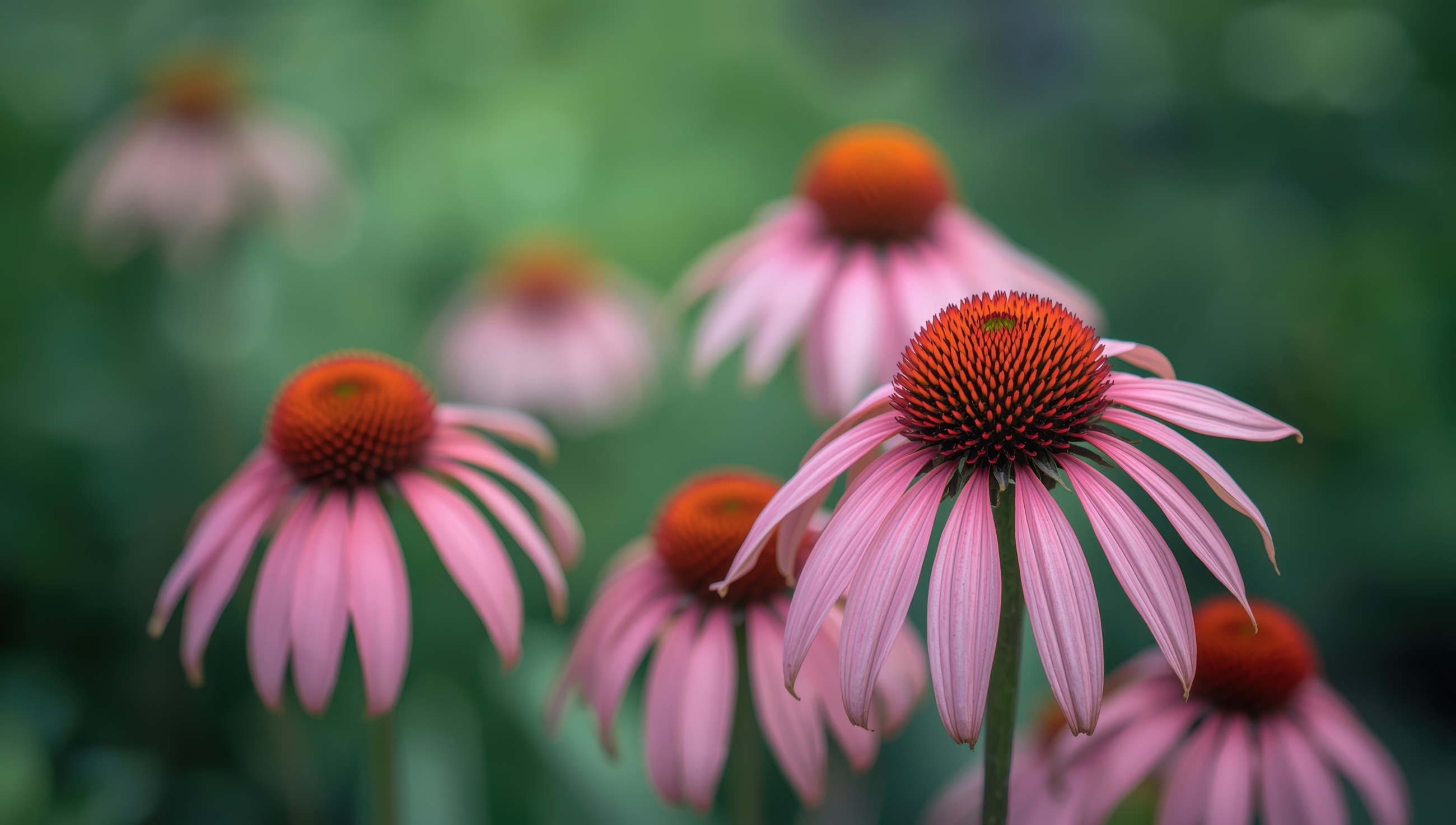 Purple Coneflower