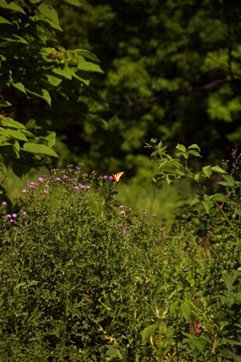 monarch on plants