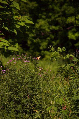 butterfly in a garden