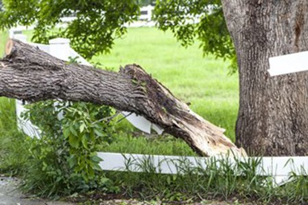 broken tree limb