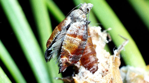 Pest And Disease Pine Tip And Pine Shoot Moth Sideimage 608X341