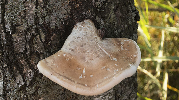 Pest And Disease Tinder Fungus Sideimage 608X341
