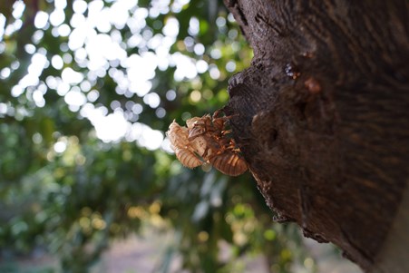 cicada shell on tree