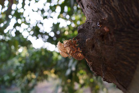 cicada shell on tree
