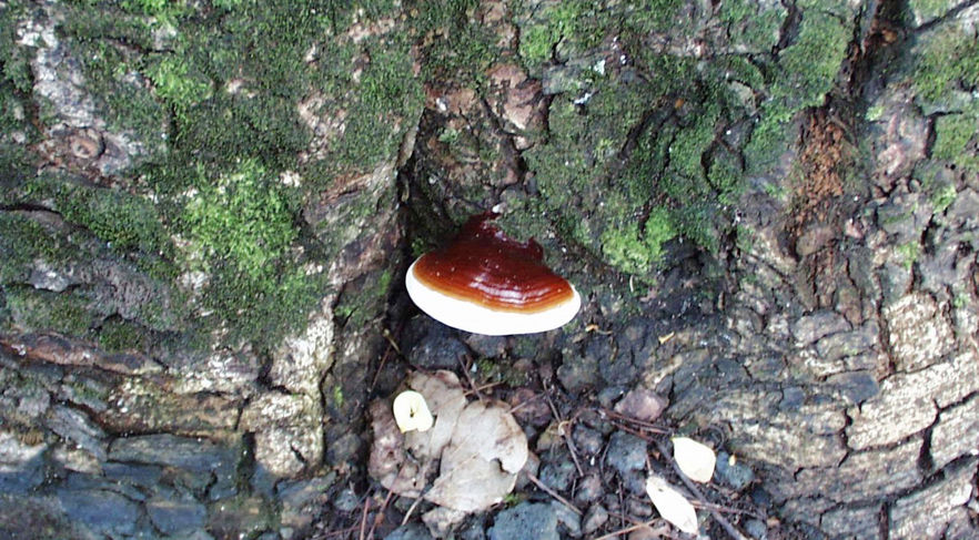 Ganoderma Rot Ganoderma Butt Rot of Urban Trees | Davey Tree