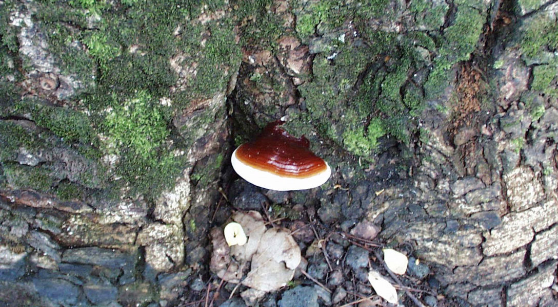 Ganoderma Rot Ganoderma Butt Rot of Urban Trees | Davey Tree
