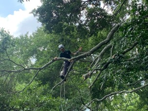 An arborists works on a tree impacted by storm damage