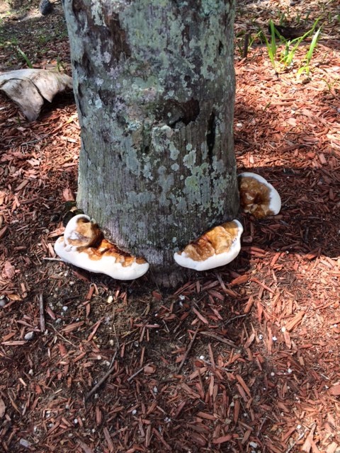 Ganoderma On Queen Base