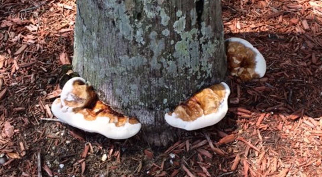 Ganoderma Rot Ganoderma Butt Rot of Urban Trees | Davey Tree