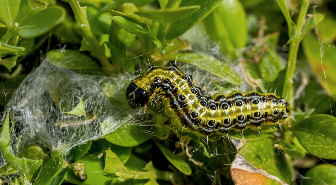 Box Moth Infestation Box Tree Moth | Davey Tree