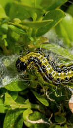 Ss 433008106 Box Tree Moth Caterpillar