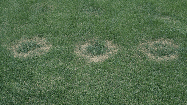 Pest And Disease Fusarium Blight Sideimage 608X341