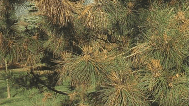 Pest And Disease Center Diplodia Tip Blight Sideimage 608X341