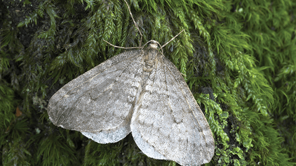 Pest And Disease Center Winter Moth Sideimage 608X341