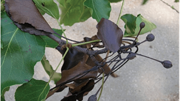 Pest And Disease Center Fire Blight Sideimage2 608X341