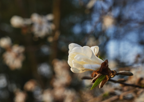 A white flower in the foreground.