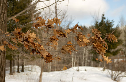 The Davey Tree Expert Company
