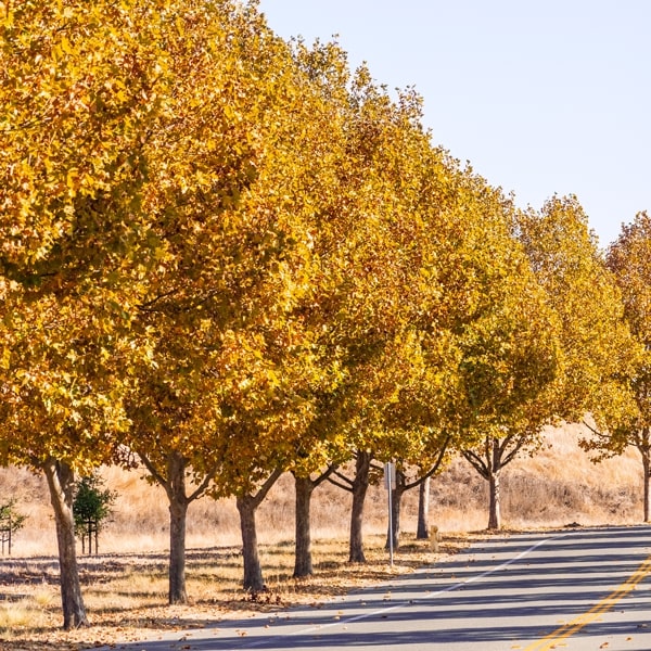 Exclamation London Plane