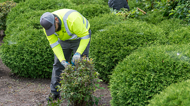 Commercial Blog Protecting Your Green Investments With A Plant Health Care Program Sideimage3608x341
