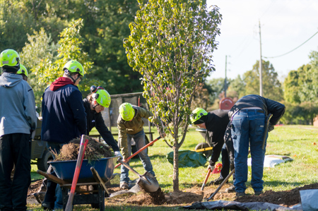 group of people planting a young tree