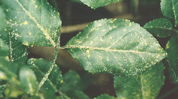 Pest And Disease Center Euonymus Scale Sideimage2 608X341