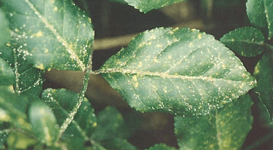 https://www.davey.com/media/fa5l5puh/pest-and-disease-center_euonymus-scale_sideimage2_608x341.jpg?width=1088&height=600&rnd=133054055304330000&format=webp&quality=80