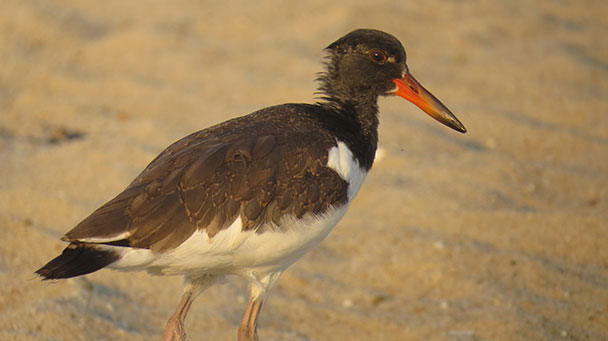 Project Profile Beach Erosion Control Nj Sideimage 608X341