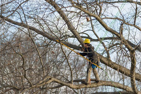 arborist in a tree pruning