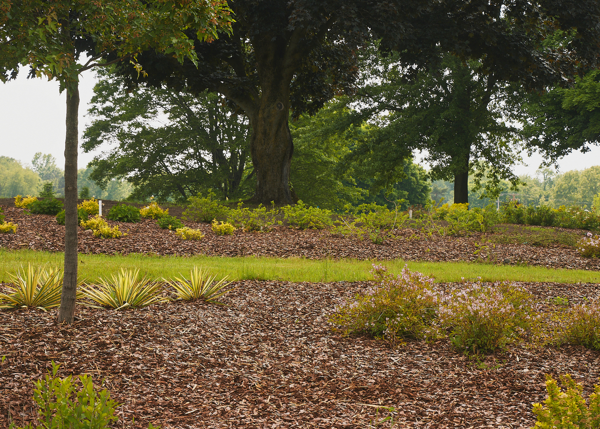 DI 5297 1200X857 Eb97591