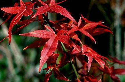 Japanesemaple