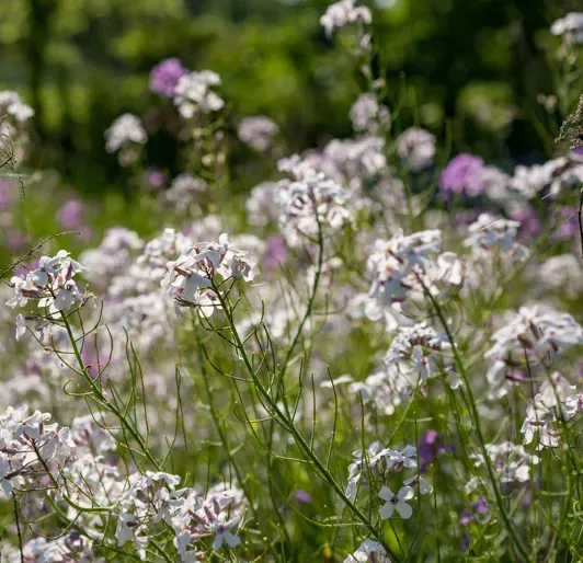 wild flowers