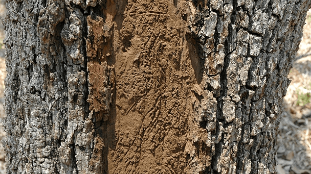 Pest And Disease Canker Sideimage2 608X341