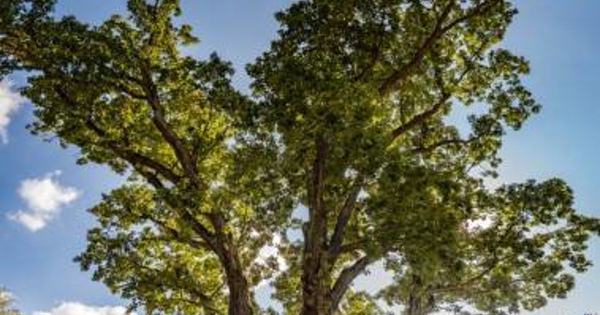 The Signal Tree | Davey Tree