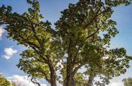 signal tree