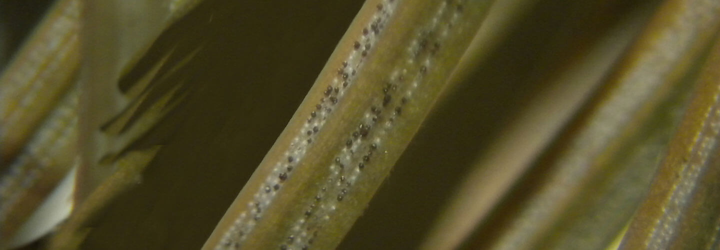 Pest And Disease Rhizosphaera Needlecast Banner 1440X500