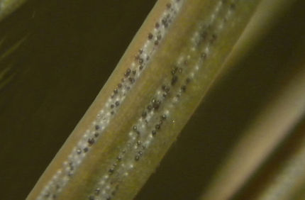 Pest And Disease Rhizosphaera Needlecast Banner 1440X500