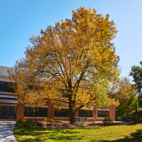 A large, yellow-leafed tree next to a building.