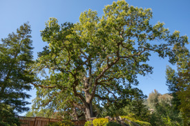 Oak tree in Northern California