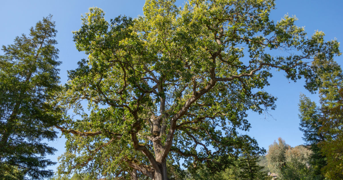 Experts offer their climate change-enduring picks of native plants ...