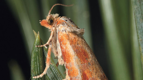 Pest And Disease Pine Tip And Pine Shoot Moth Sideimage2 608X341