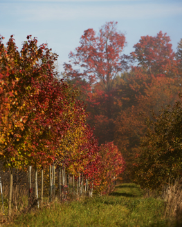 A row of skinny, short tree with red-and-orange-colored leaves.