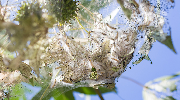 Commercial Blog Common Spring Tree Pests Sideimage4 608X341