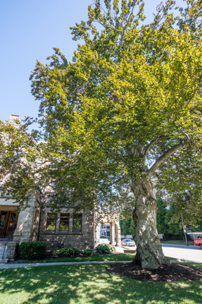 A large beech tree with green foliage in front of a house.