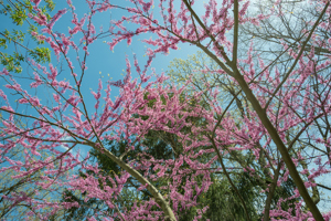 Redbud Tree