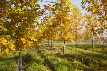 Rows of trees with yellow foliage in a grassy field