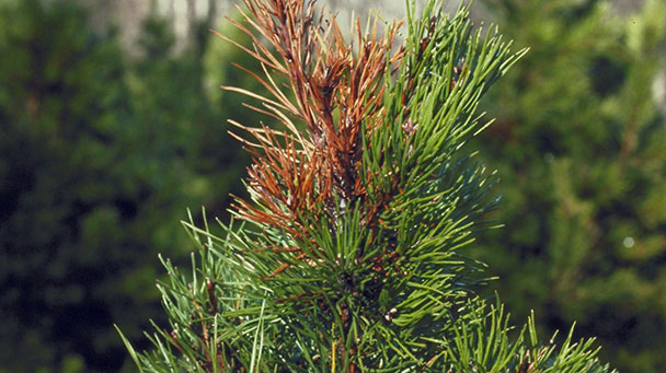 Pest And Disease Pitch Canker Of Pine Sideimage2 608X341