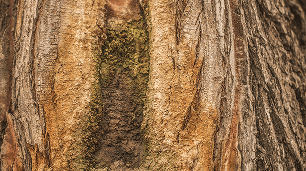 Pest And Disease Slime Flux Sideimage 608X341