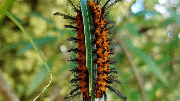 Pest And Disease Center Oleander Caterpillar Sideimage 608X341