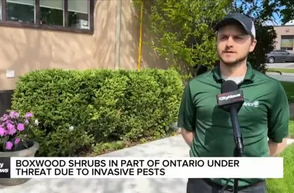Citynewsvideoframeboxwood