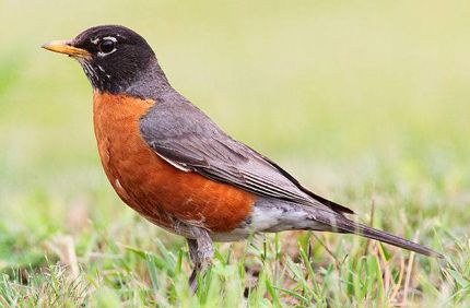 633Px Turdus Migratorius 002